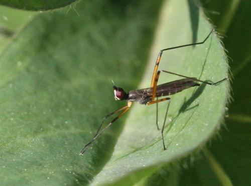 Réf. 198 160 : Micropeza corrigiolata